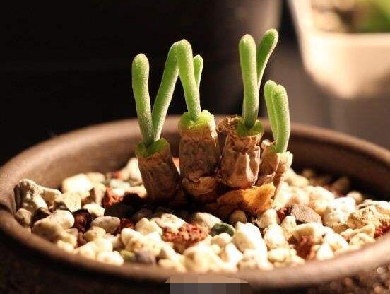 碧光環(huán)怎么播種，做好五個(gè)步驟三天快速發(fā)芽