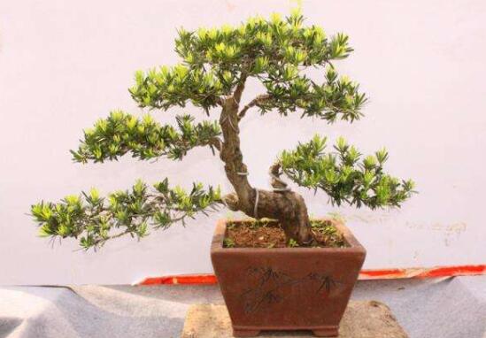 羅漢松風(fēng)水學(xué)和寓意，趨吉避兇，辟邪化煞