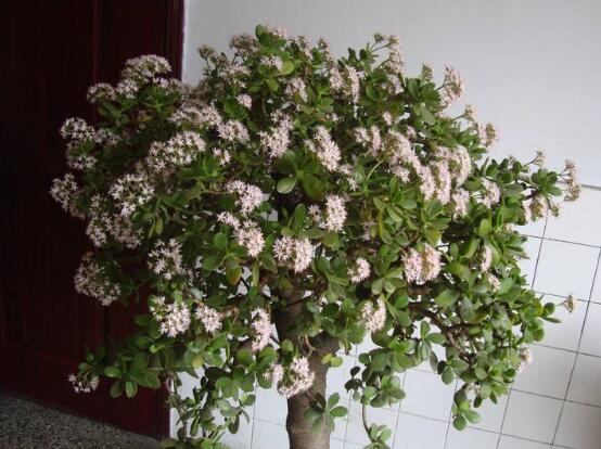 玉樹怎么澆水效果最好，不干不澆、澆則澆透