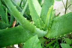 哪種蘆薈可以直接敷臉，認(rèn)準(zhǔn)庫拉索蘆薈