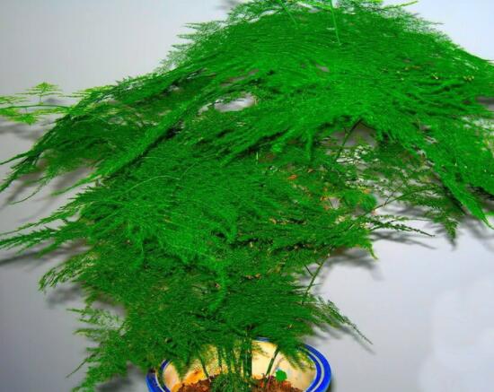 文竹肥料有哪些，餅肥、無機(jī)復(fù)合肥、液肥為主(枝繁葉茂)