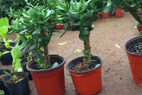 玉樹(shù)多少錢(qián)一盆，最便宜的也要20多元一盆