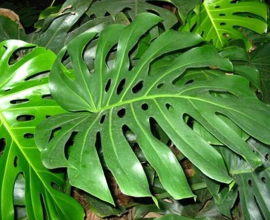 龜背竹黑斑病怎么辦，及時(shí)摘除病葉、噴灑藥物/保持通風(fēng)透氣