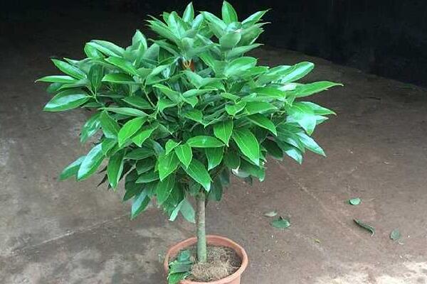 平安樹的繁殖方法，詳解播種和扦插兩種繁殖方法