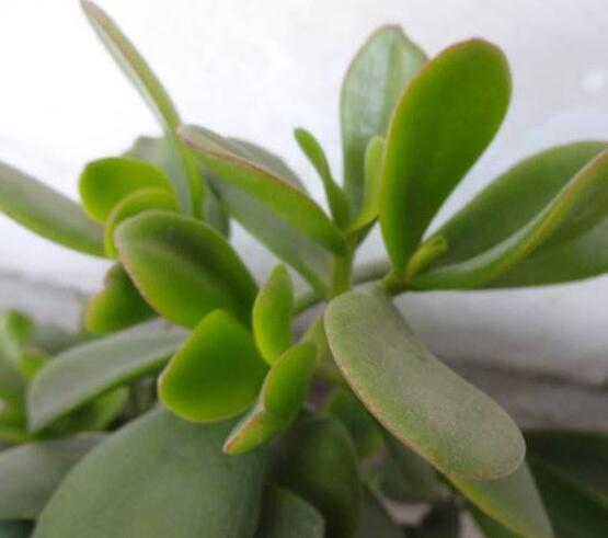 燕子掌炭疽病怎么辦，及時摘除病葉、噴灑藥物(合適溫度光照)