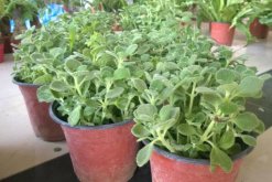 碰碰香葉子發(fā)黃脫落，導致葉子發(fā)黃的4種原因