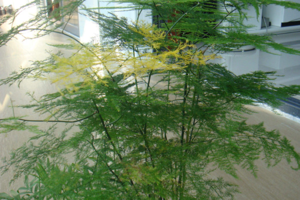 文竹怎么養(yǎng)才能瘋長(zhǎng)，修剪枝葉非常重要