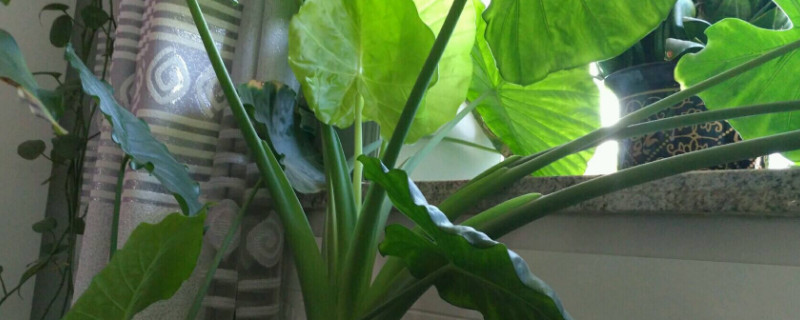 滴水觀(guān)音開(kāi)花怎么處理