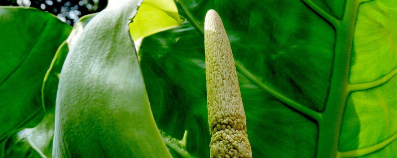 滴水觀(guān)音怎么養(yǎng)有老樁