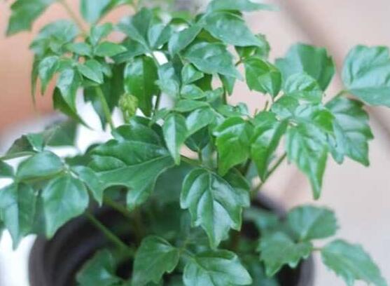 幸福樹種子怎么種，教你六大簡單步驟即可學(xué)會(huì)