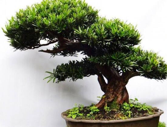 羅漢松施什么肥好，羅漢松施餅肥、糞肥最好